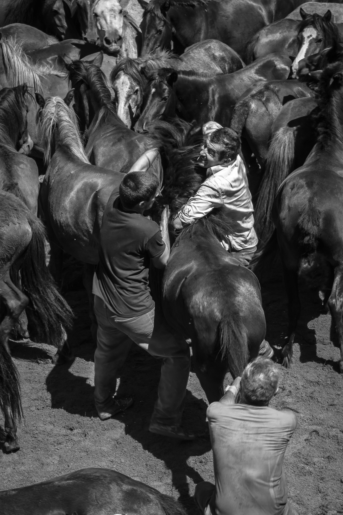 The Rapa das Bestas de Sabucedo, a town belonging to the municipality of La Estrada, Pontevedra, is celebrated every year during the first Friday, Saturday, Sunday and Monday of July. <br> The celebration consists of descending the herds of wild horses from the Galician mountains and later to put them in the 'curro', to cut off their mane and tail, to get rid of parasites and to mark them. <br> The descent takes place thanks to the neighbors of Sabucedo and all the incountable collaborators. However, when the animals are in the curro only the aloitadores face the herds of wild horses and stallions with their bravery and dexterity.