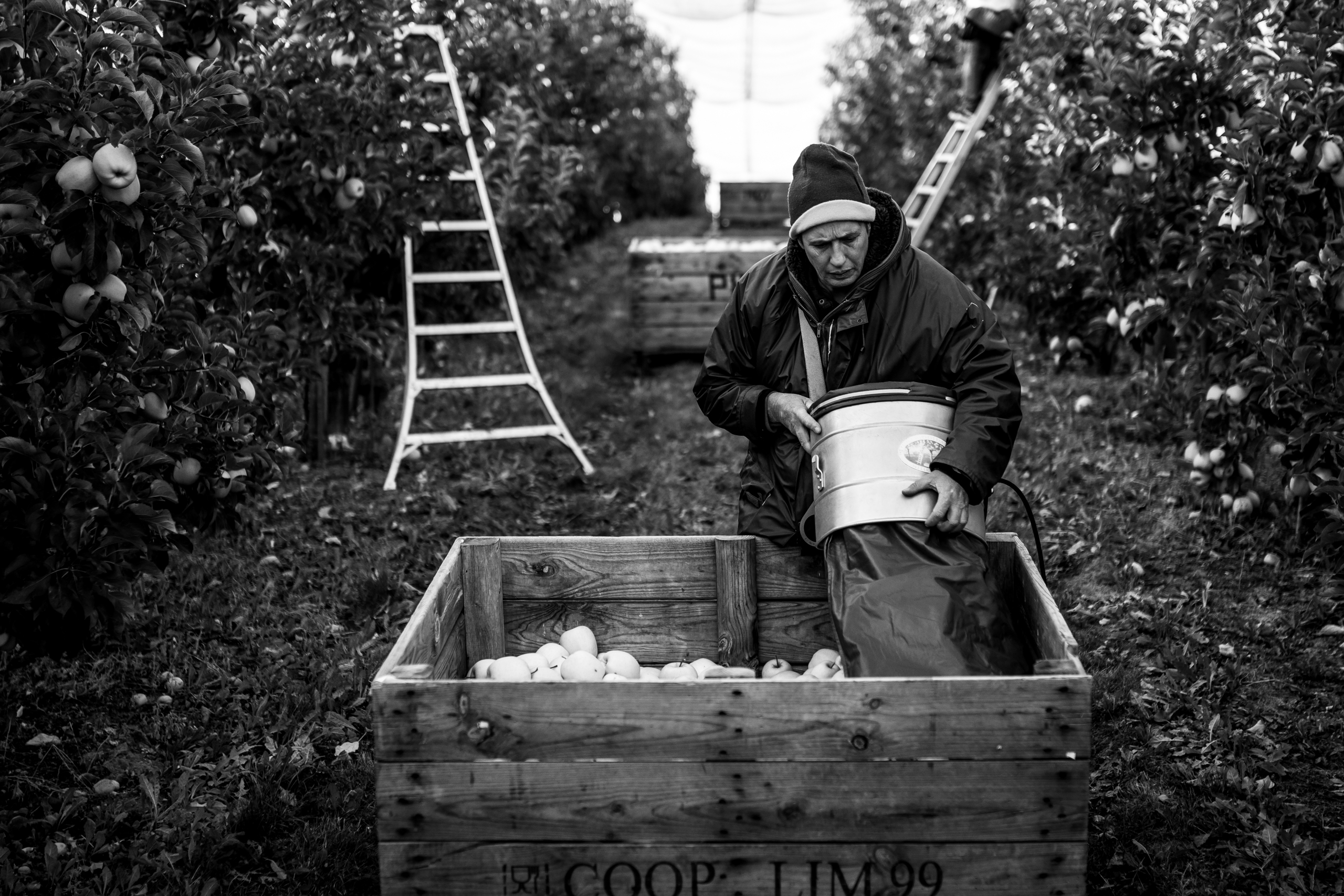 A recollida da mazá en Francia é un traballo de tempada que se realiza entre os meses de setembro e outubro.