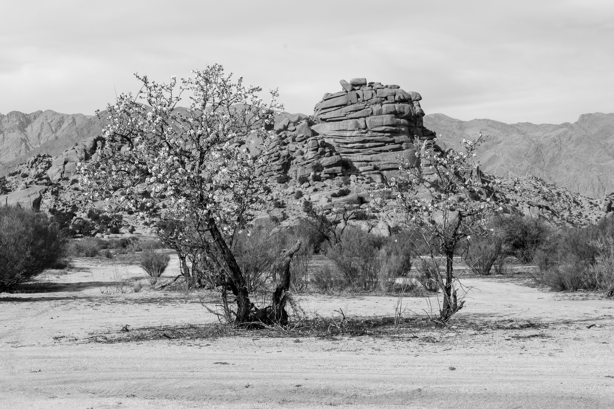 A few kilometers from the small village of Tafraoute and located 1000 meters high, we find the Ameln Valley. <br> The valley, where you find the granite rock 'Hat of Napoleón', stands out for its number of argan trees, although between spring and winter also the spectacle of the flowering of its almond tree can be observed.